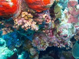 Orange Cup Coral IMG 7351
